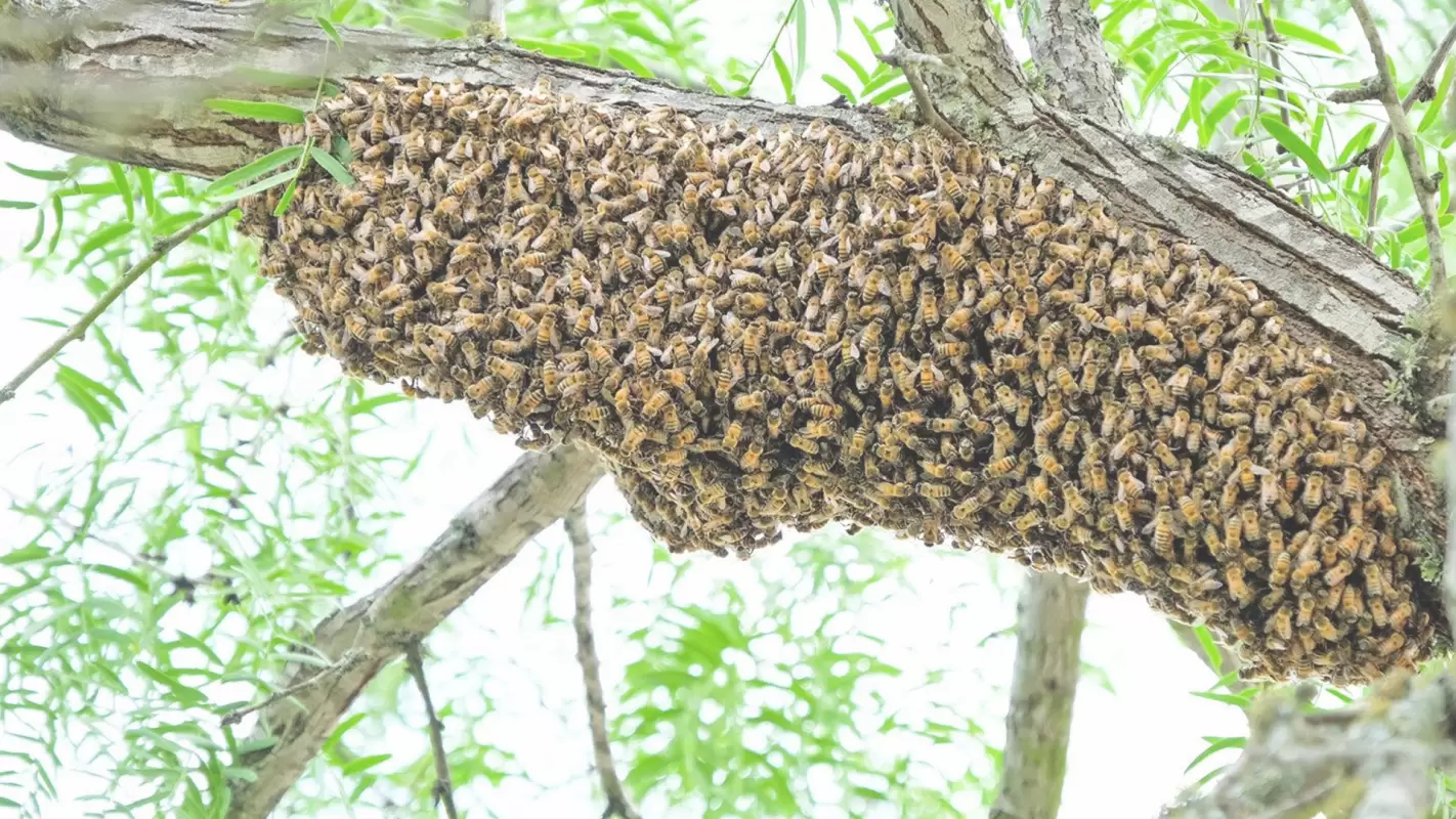 Bee Swarm Invasion? Hire Bee Swarm Removal Services Big Spring TX