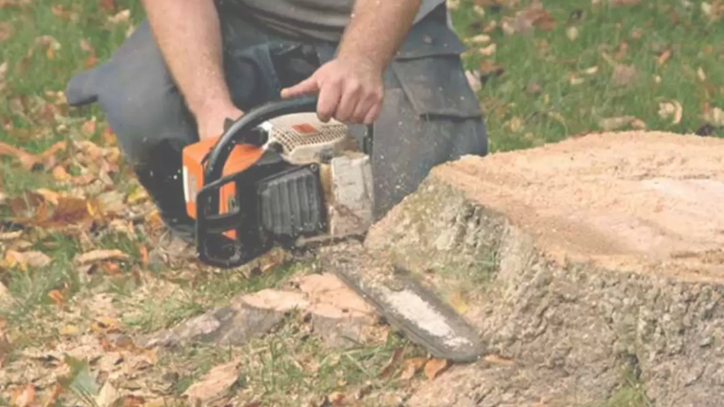 Get Rid Of The Remnants Of Old Trees With Our Expert Stump Removal Service