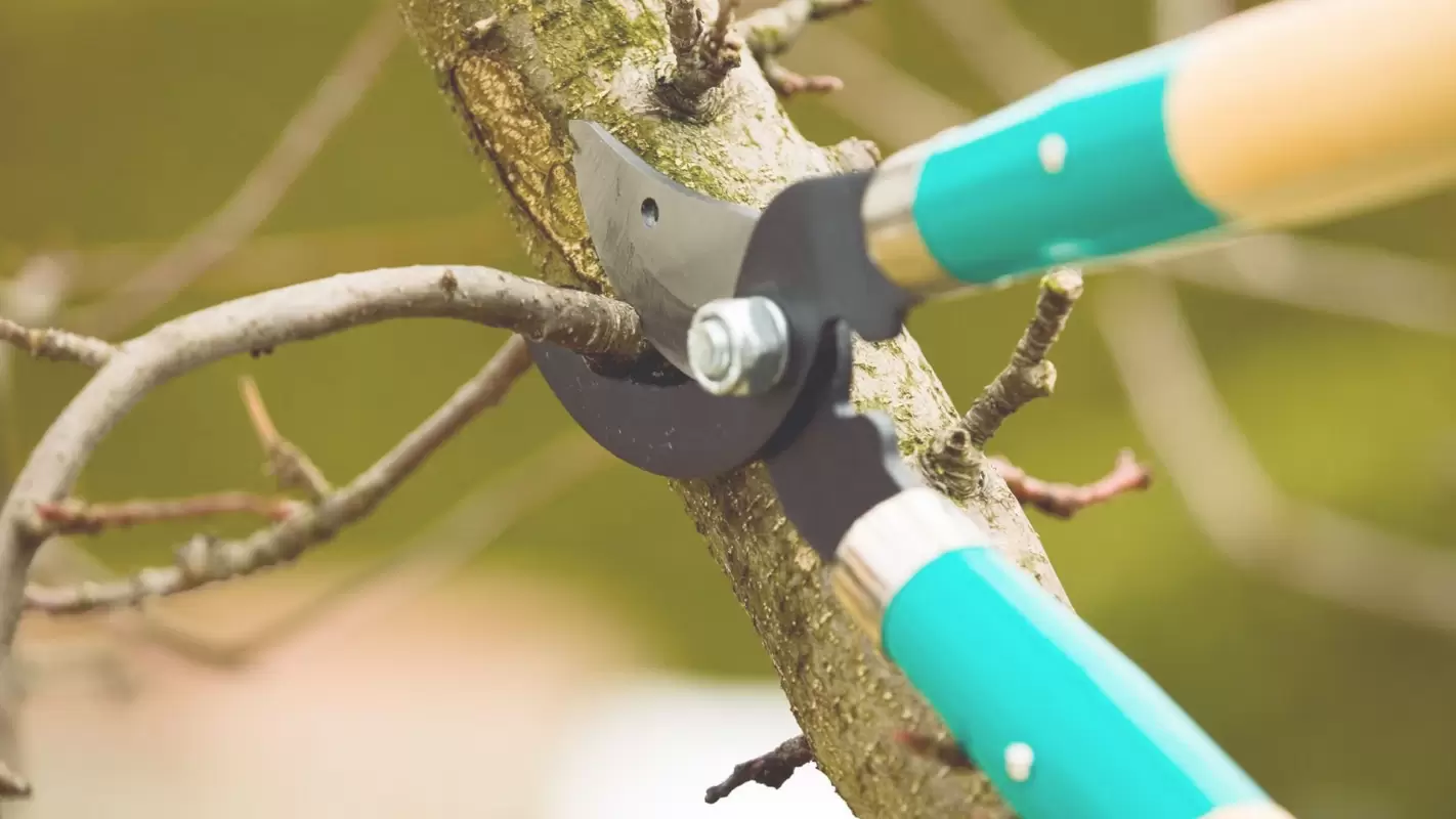 Bring Out The Full Potential Of Your Trees With Our Tree Pruning Services