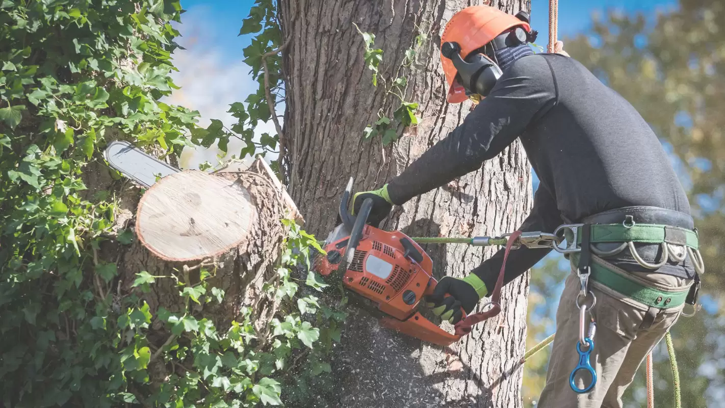 Our Dedicated Team Of Arborists Delivers Reliable And Efficient Tree Services