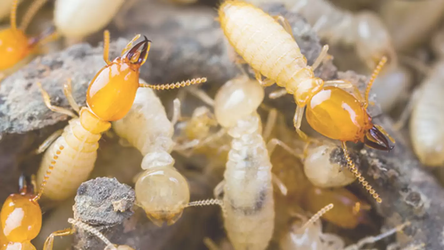Effective and Affordable Termite Treatment for Your Home and Office! in San Marcos, CA