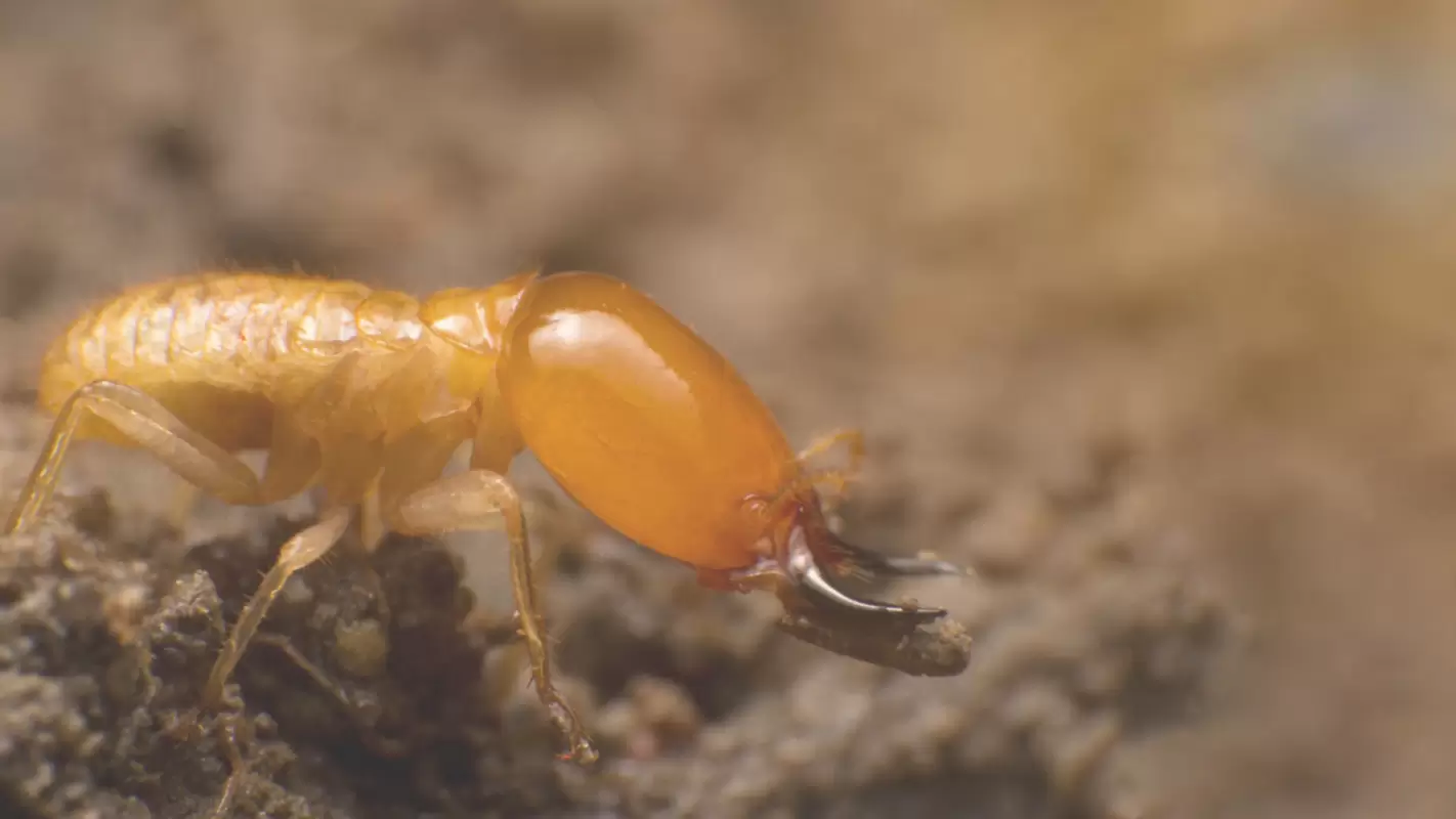 Orange Oil Termite Treatment – The Citrus-Scented Solution to Termites! in San Diego, CA