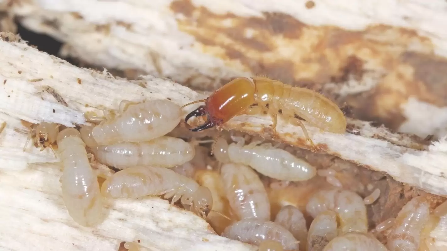 Say Goodbye to Termites with Our Termite Treatment Company! in San Diego, CA