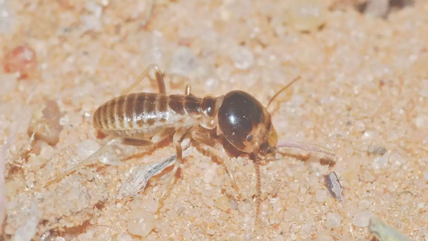 We Keep the Termite Exterminator Costs Low Decatur, GA