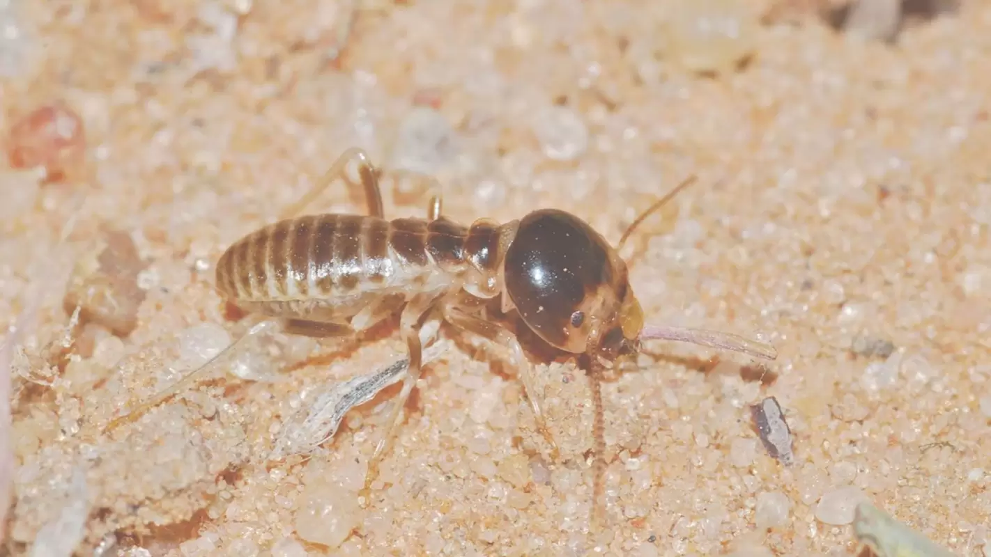 Affordable Termite Exterminator Cost for saving your home Conyers, GA