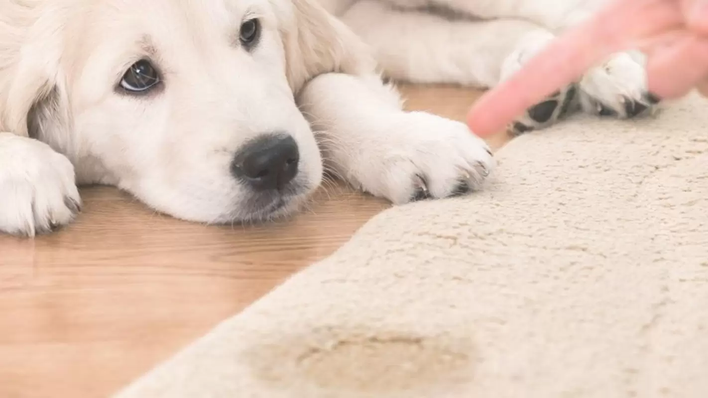 We Provide Pet Stain Removal Services If You Are Sick of Dealing with Them!