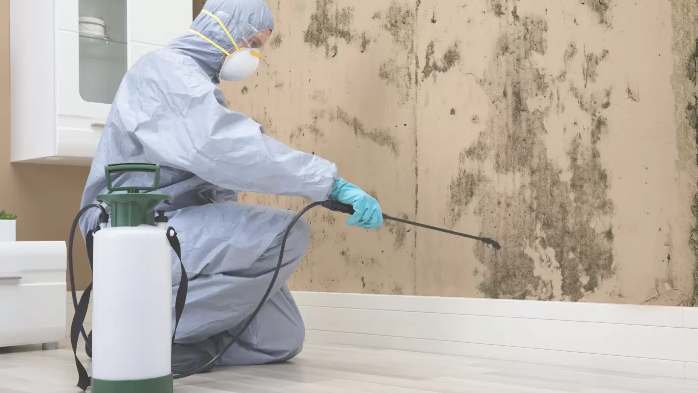 Avail Of Our 24/7 Residential Mold Remediation Services at budget-friendly rates!