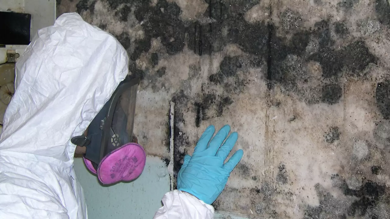 A thorough inspection with our Mold removal company in Orlando, FL
