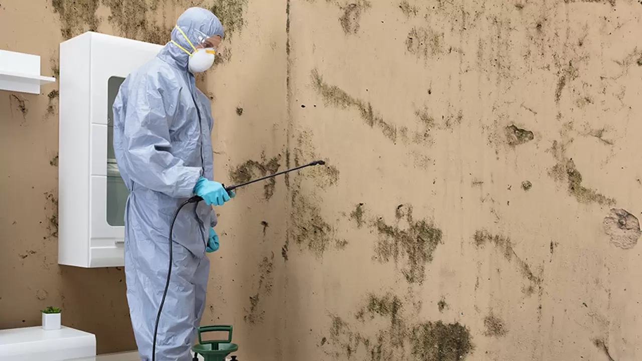 Residential mold removal removes all the scars of the past from your home in Tavares, FL
