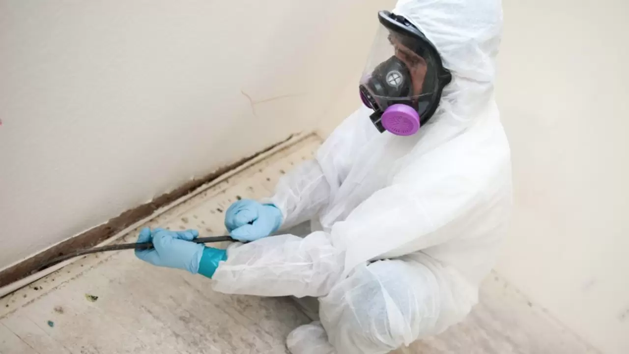 Effective Mold Removal with the help of proper tools in Tavares, FL