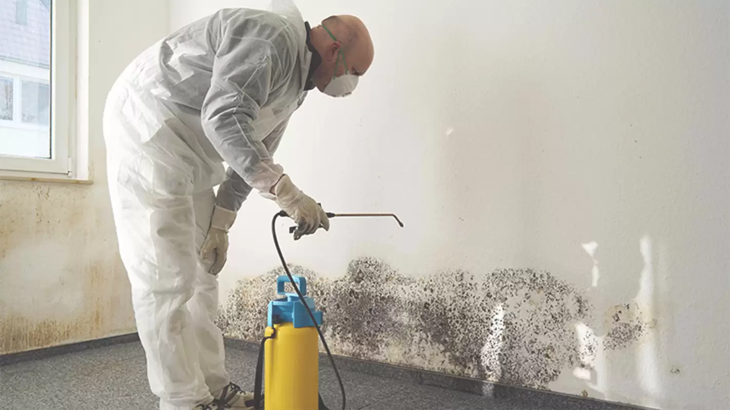 Mold Removal Service to Alleviate Those Moldy Blues!