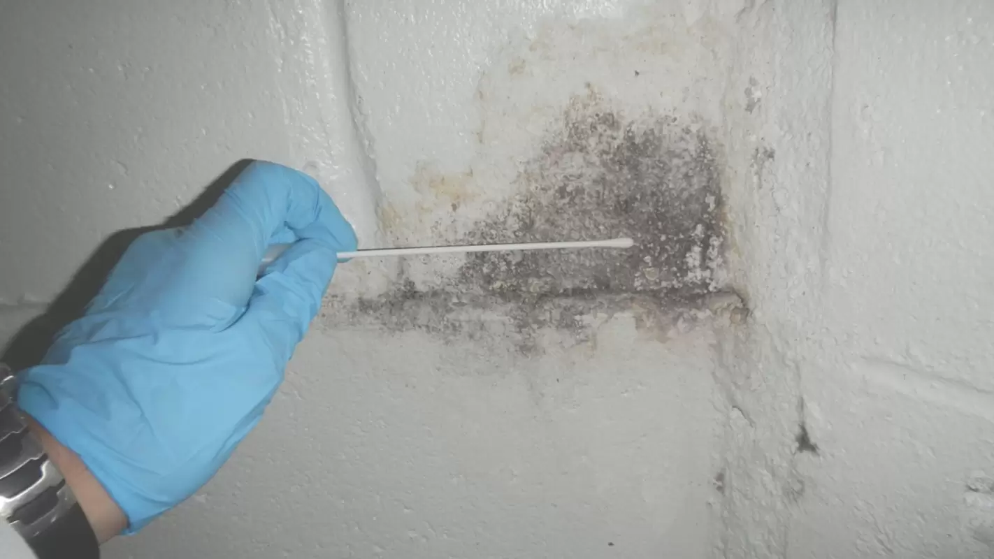Second To None Residential Mold Inspection Services for You!