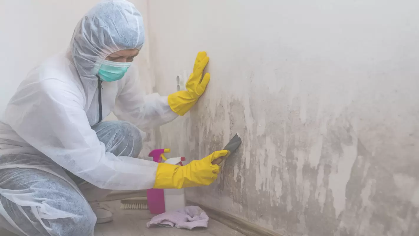 Stop looking for Mold Removal Service Near Me in Bridgeport, CT!