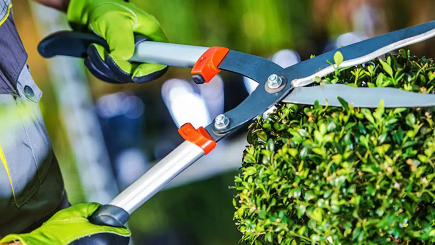 Lawn Care Made Simple with Our Garden Maintenance Services! in Georgetown, TX!