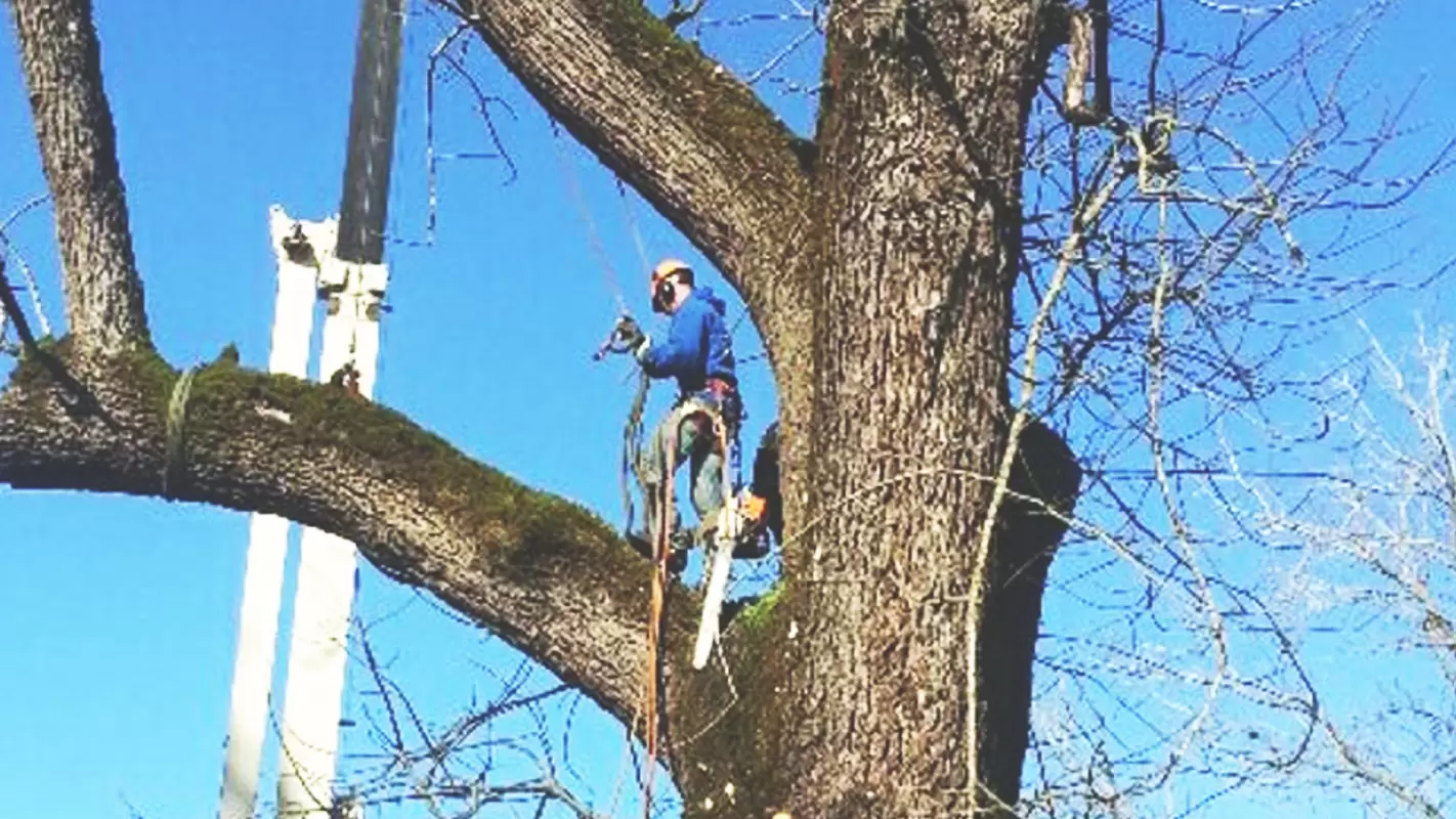 Tree Trimming Services Done the Proper Way for Excellent Results!