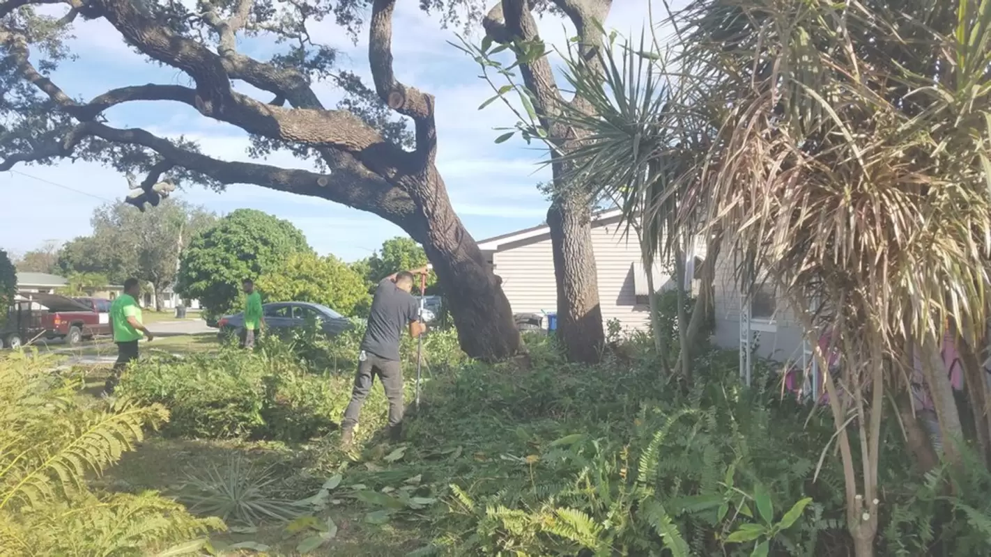 Second To None Professional Tree Pruning Services in Florida!