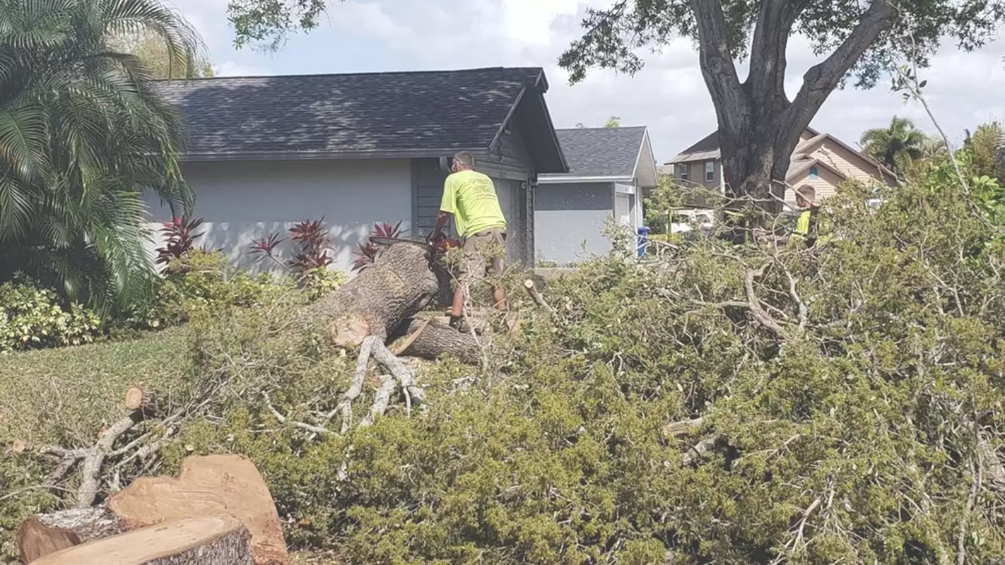 Tree Services to Get Your Trees Ready for The Season!