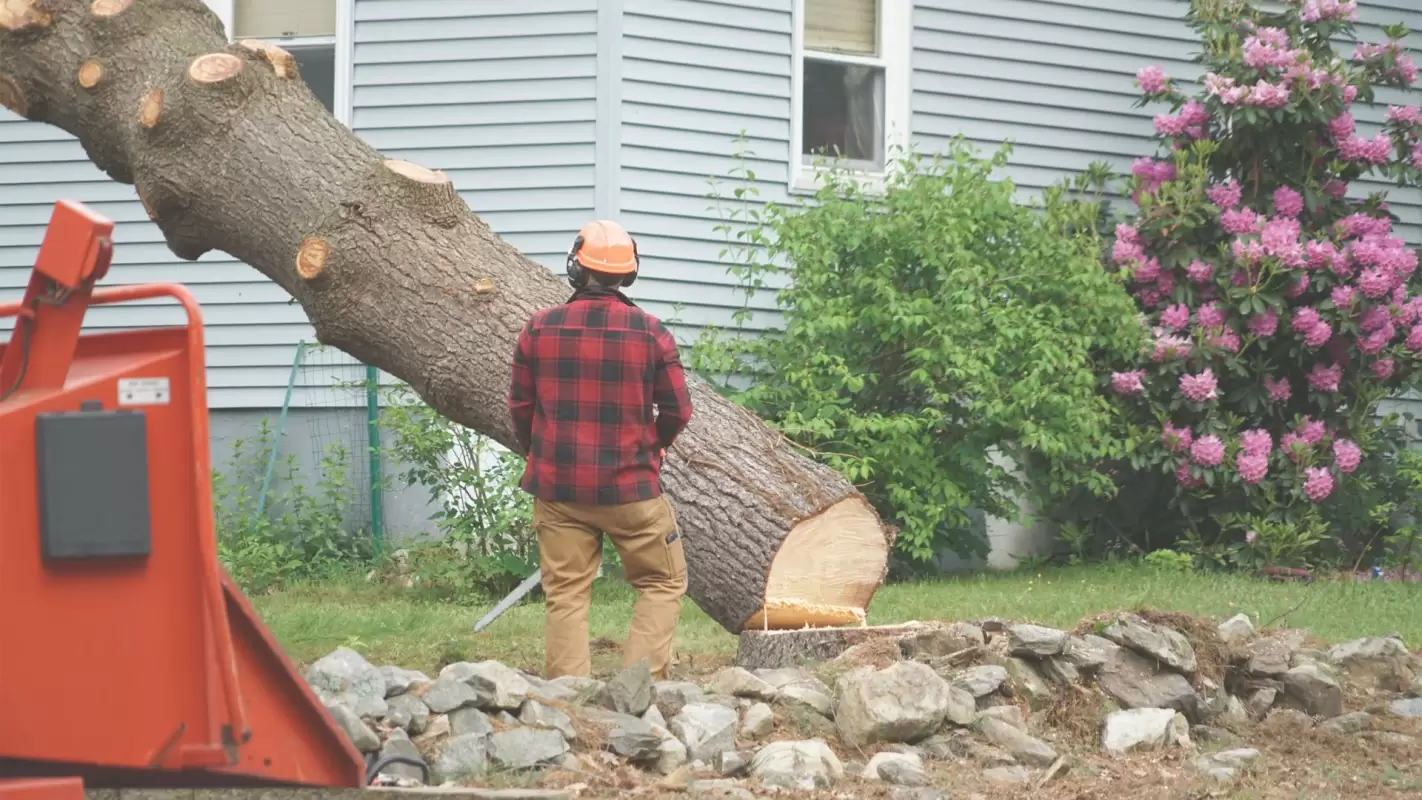 Tree Removal Services, Removing Trees with Precision and Care in Franklin, KY