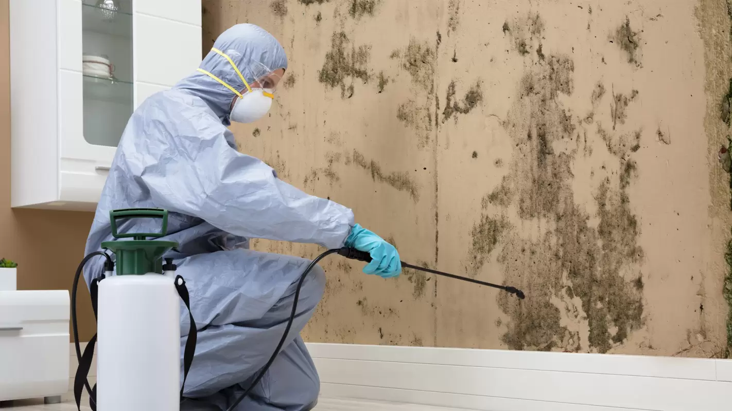 Crush Mold with Our Aggressive Mold Removal Service