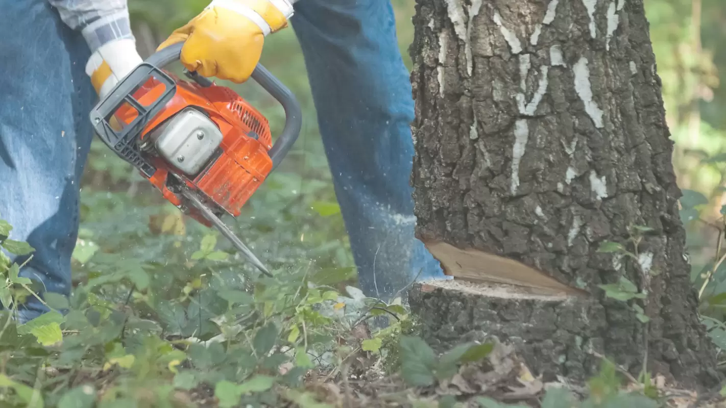 Tree Removal Services – We Will Make Your Yard Looking Best in Lake Villa, IL