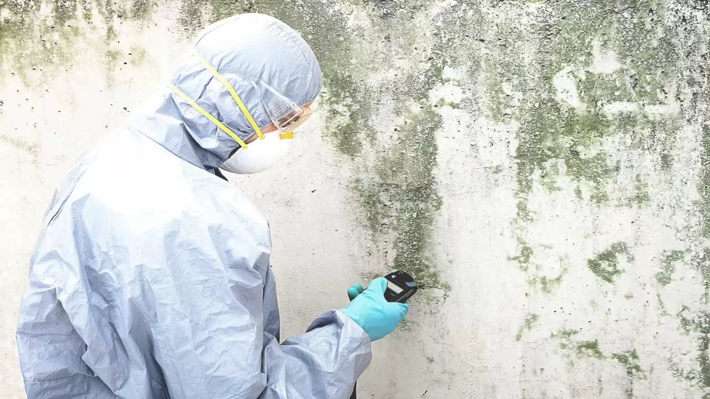 Mold Testing Company Providing Services at Competitive Prices! Pacific Palisades CA