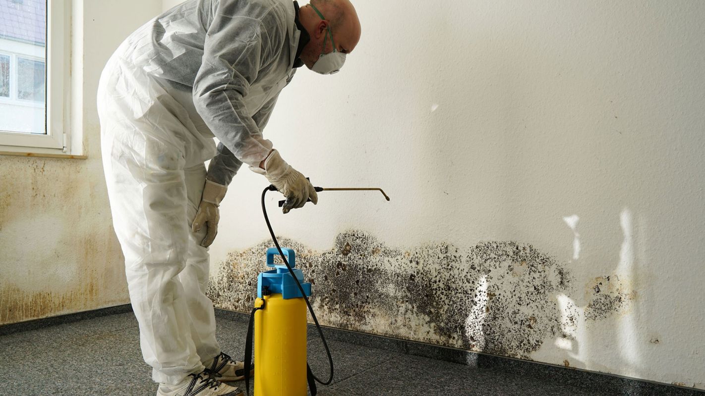 Topping Your Google Search for Mold Removal Service Near Me! Pacific Palisades CA