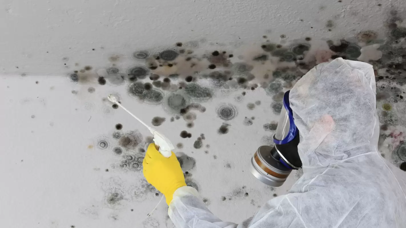 Mold Remediation Services to Avoid Property Damage!