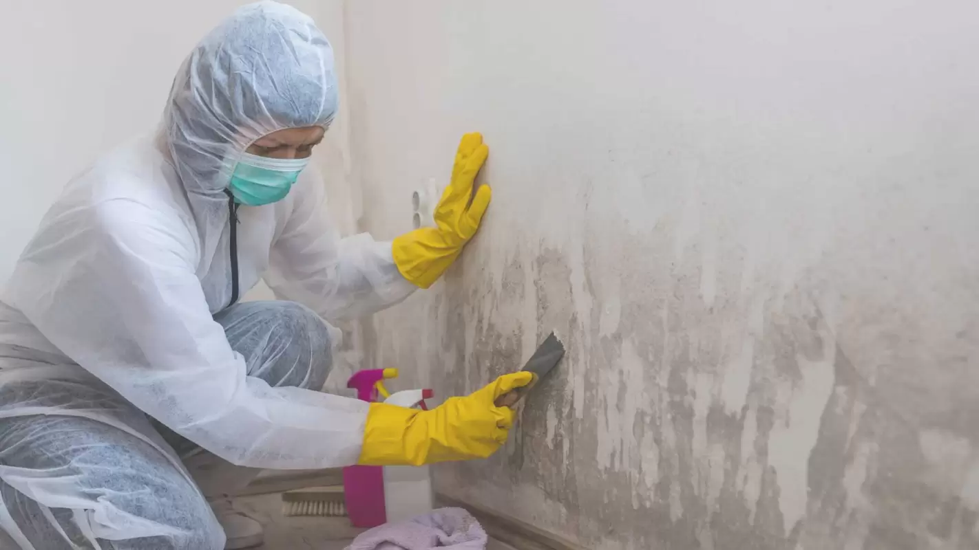 Breathe Easy with Professional Mold Remediation Service