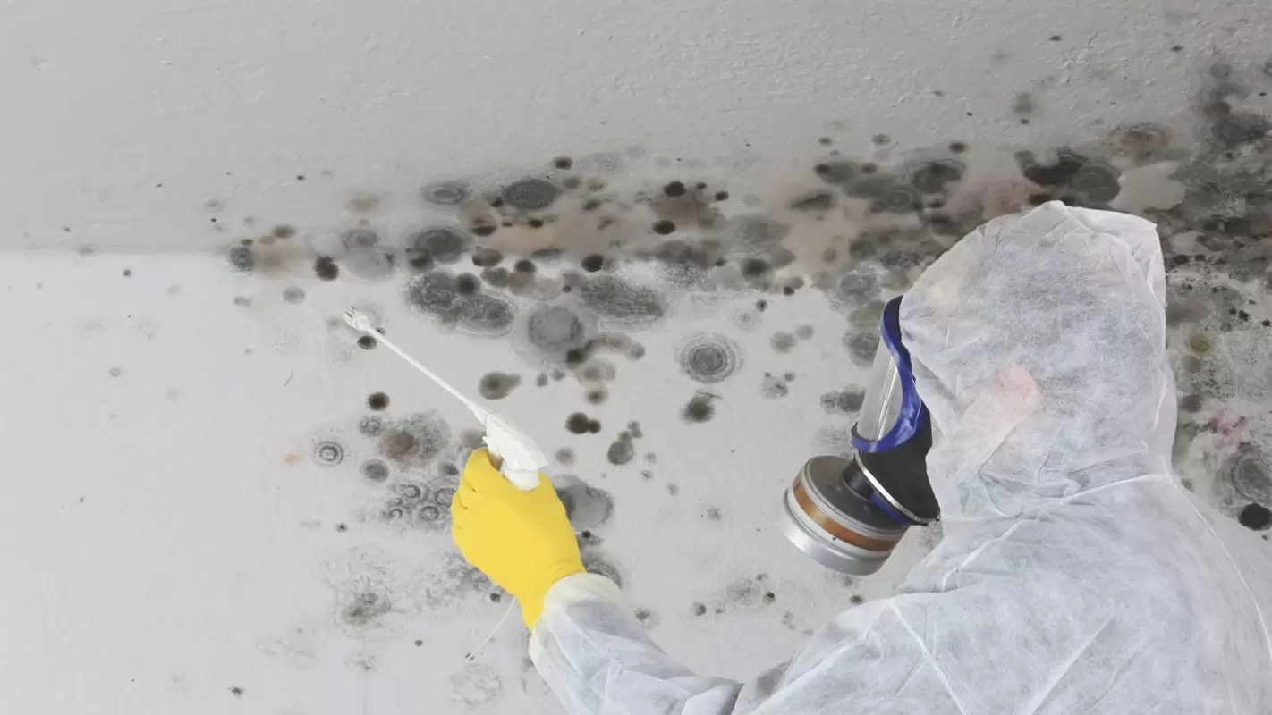 Protect Your Loved One by A Quick Residential Mold Remediation