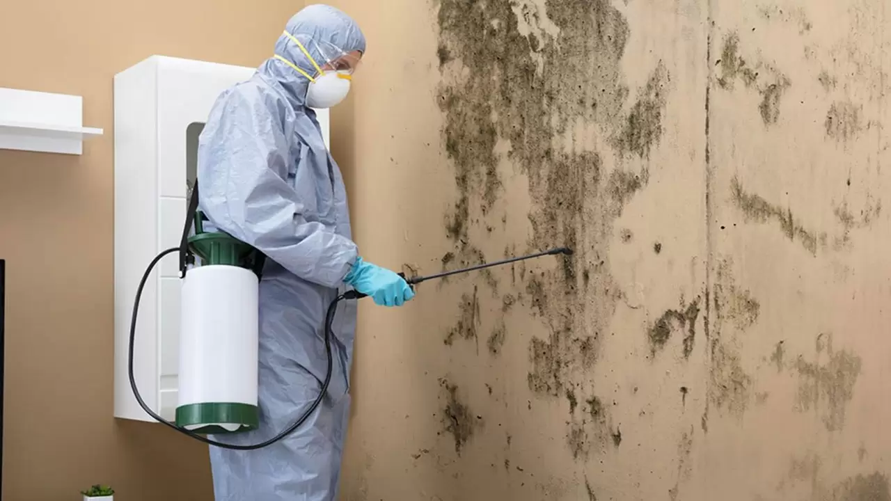 Why Should You Invest in Our Mold Remediation?