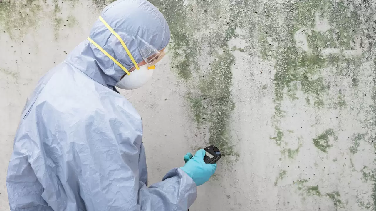 Approach Our Company for Green Mold Remediation: