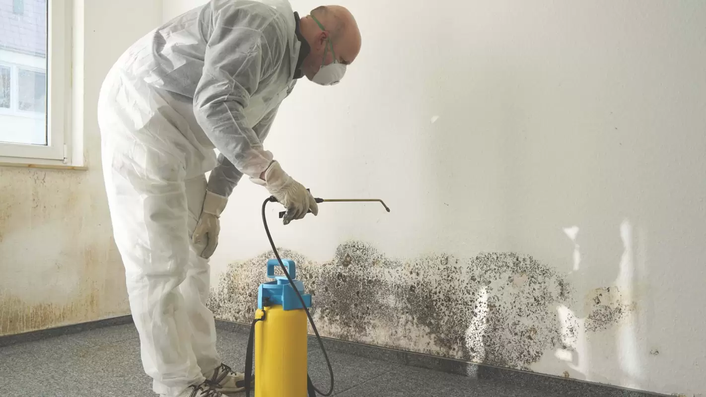 Professional Mold Remediation for A Magic to Your Mold Woes