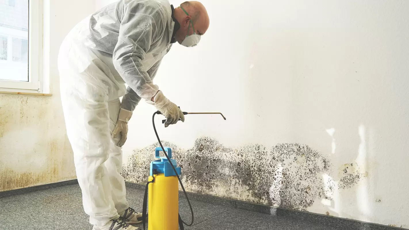 Best Mold Removal Service to Avoid Mycotoxins Allergies!