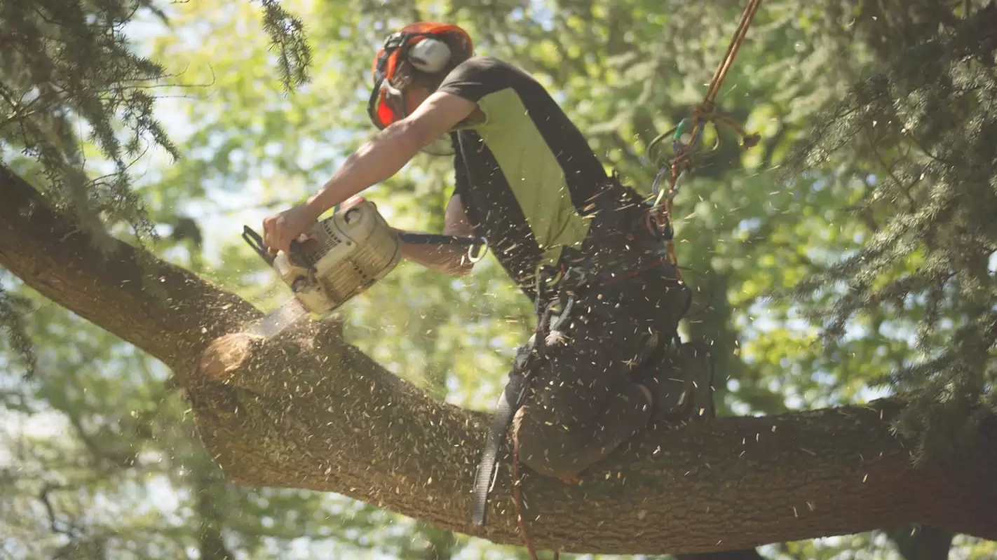 Emergency Tree Services – No Compromise on Tree Care Excellence