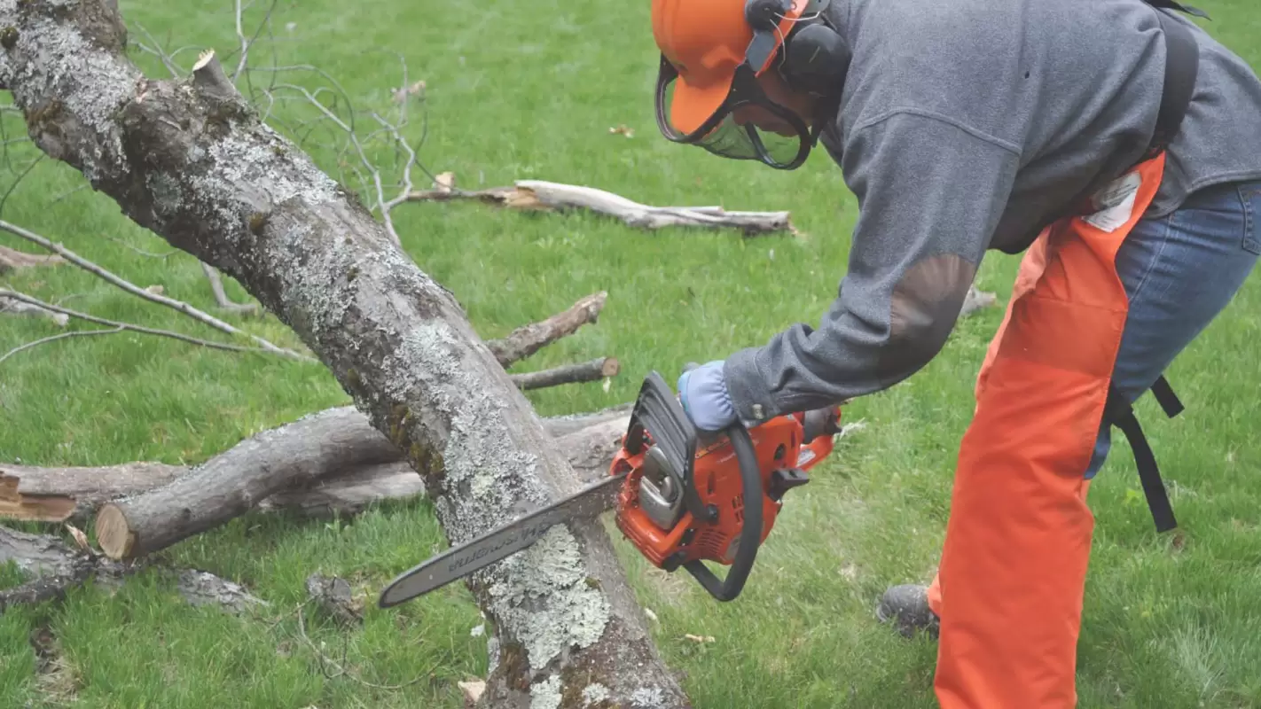 Affordable Tree Removal – We’re Your Trusted Tree Care Experts