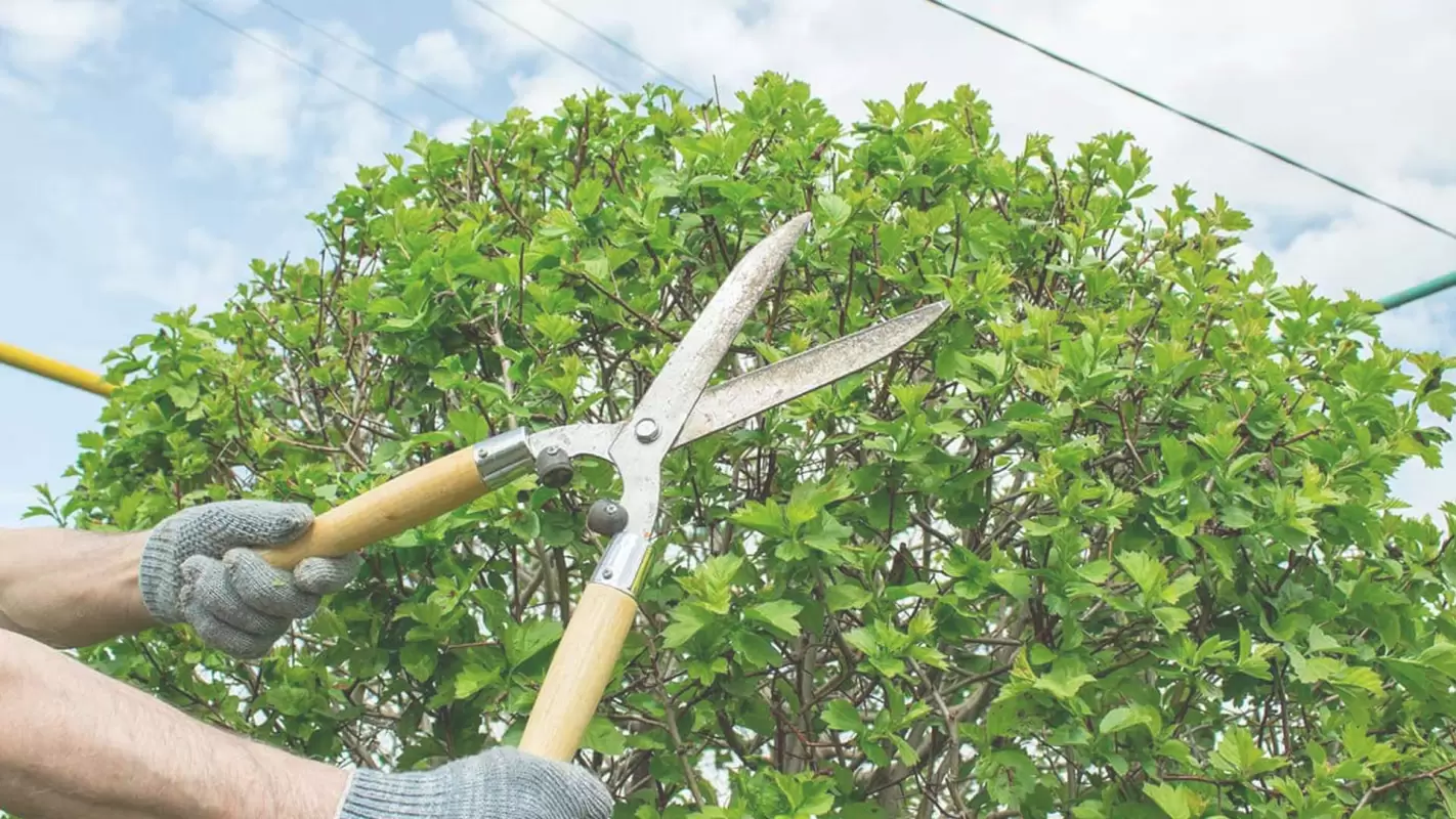 Consult Our Professionals for Tree Trimming and Pruning: