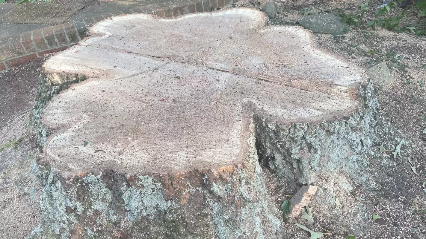 Employ Our Guaranteed Tree Stump Removal Services! in Greensboro, NC