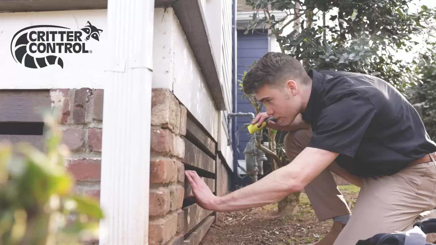 Safely Relocate Squirrels with Our Humane Squirrel Relocation