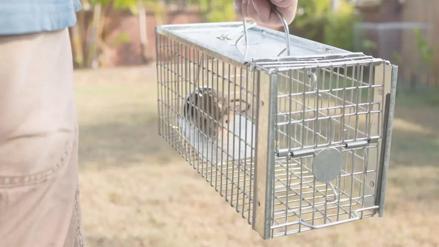 Get Rid of Squirrels Fast with Our Squirrel Removal Services