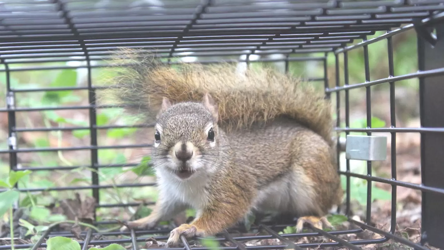 Our Licensed Wildlife Control Experts Will Keep Critters at Bay!