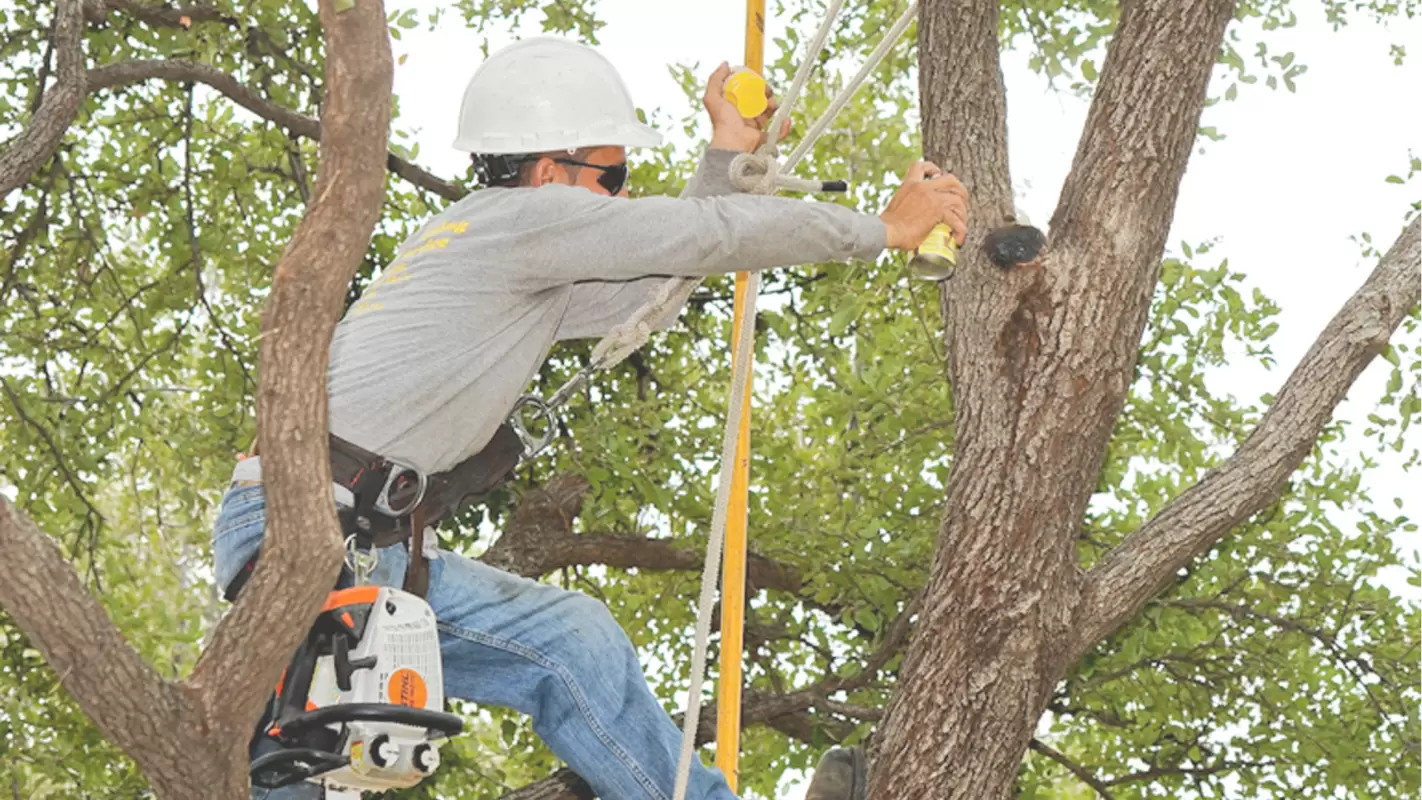 Trust Our Tree Fungus Treatment Services!