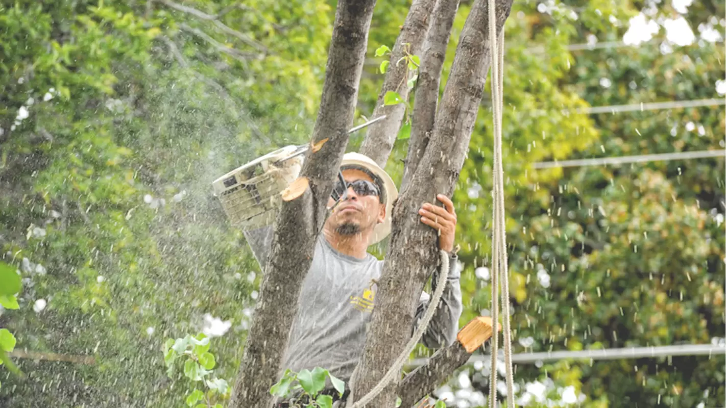 Emergency Tree Service for The Quick Removal of Unwanted Trees