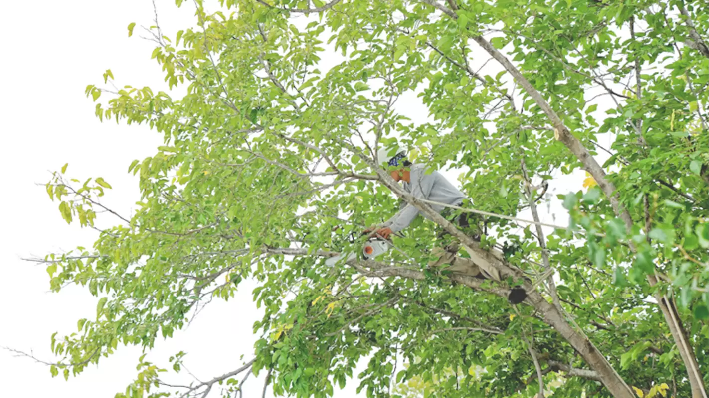 Emergency Tree Removal for The Security of The Property