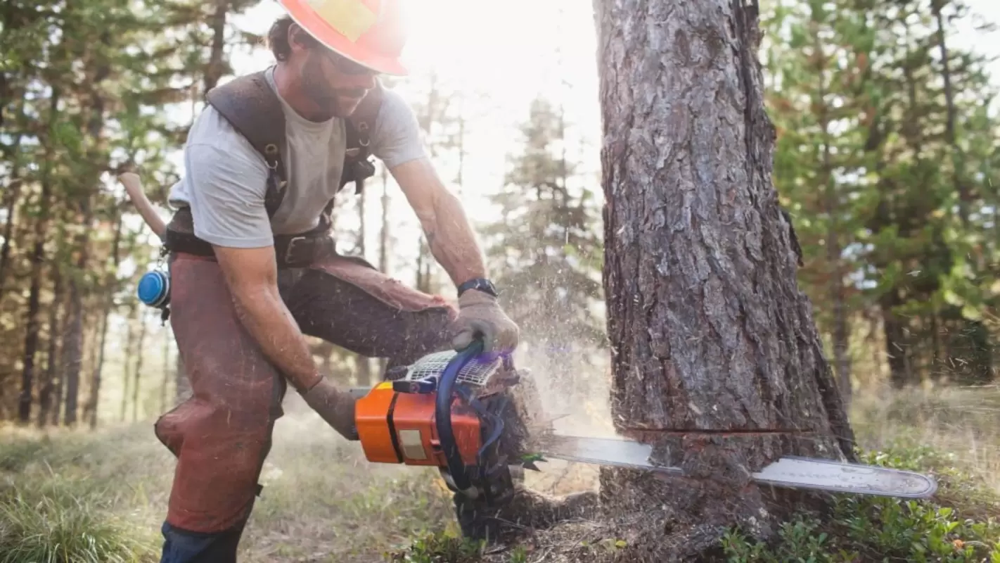 Local Tree Services to Keep Your Trees Looking Their Best Year-Round