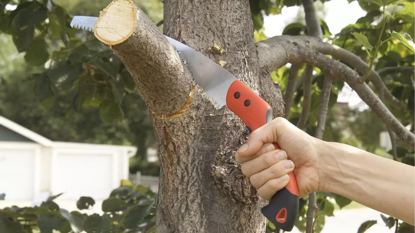 Our Tree Care Services are The Best Lawn Barbers!