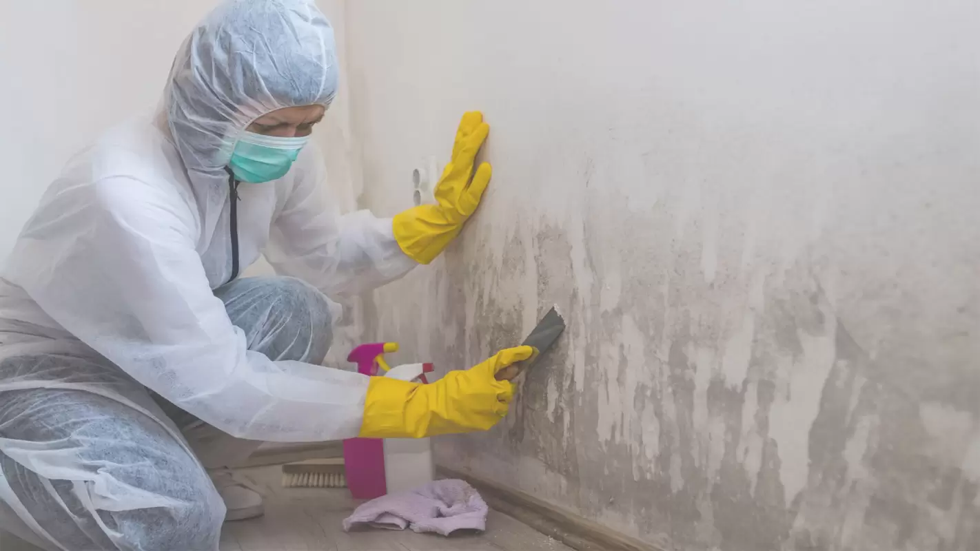 Professional Mold Abatement Services for Complete Mold Removal