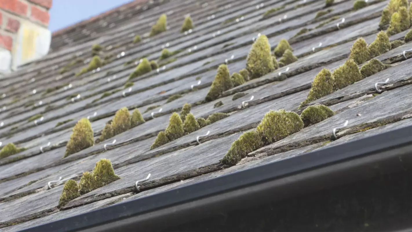 Roof algae removal service at an affordable price!