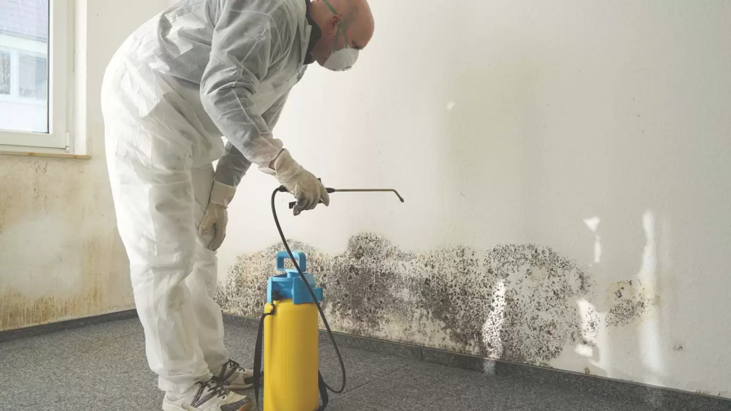 Banish the Mold: Mold Remediation Services