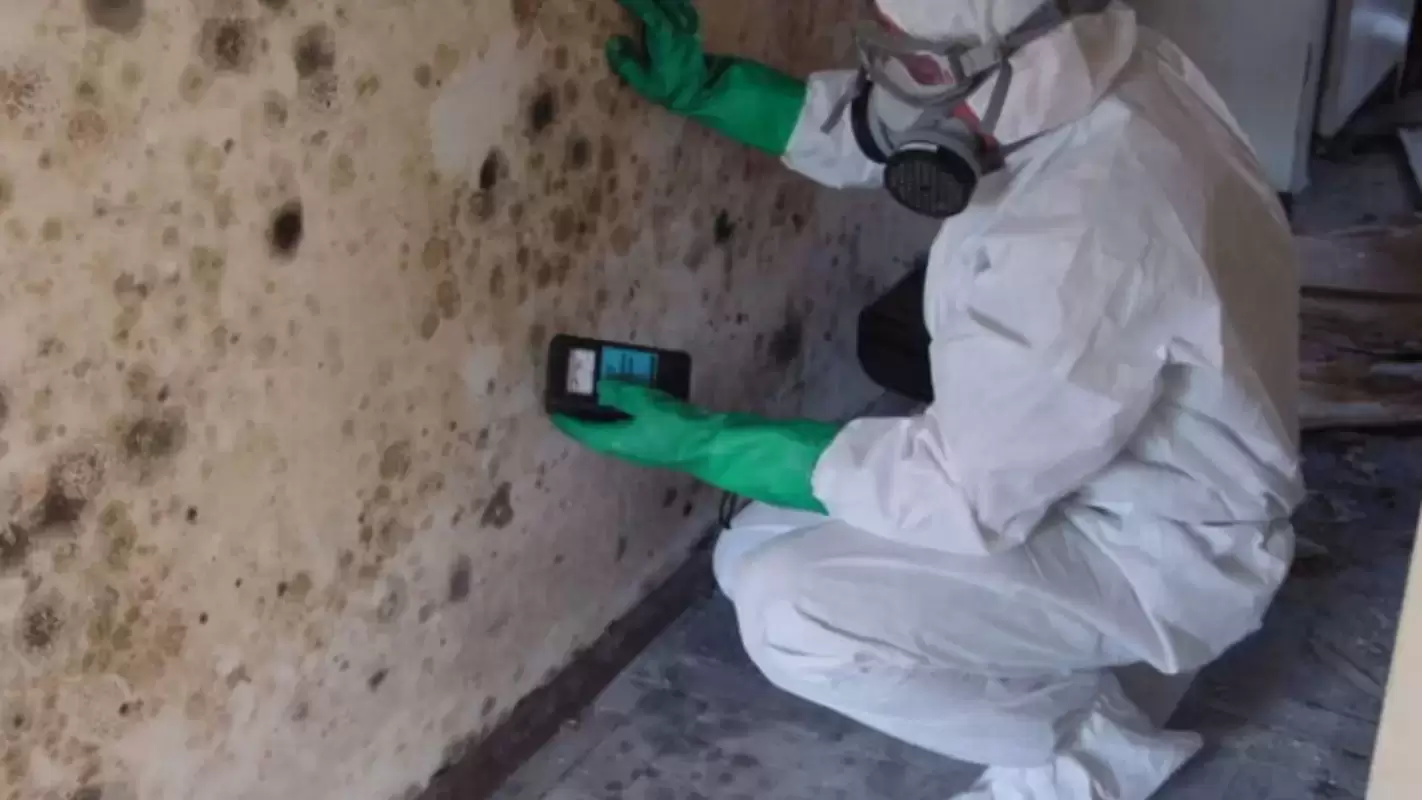 Clearing the Air: Mold Testing & Mold Education Services