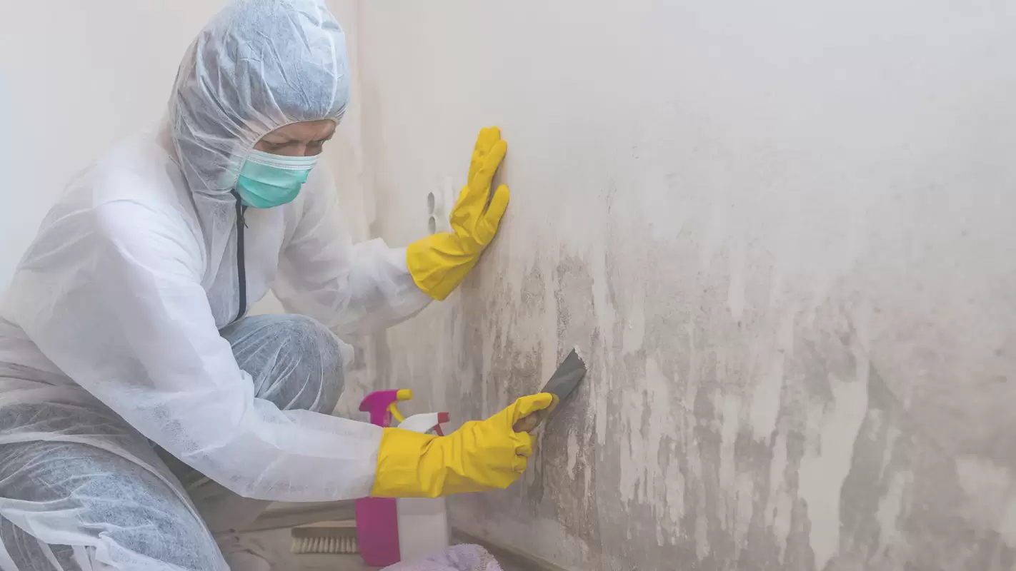 Mold Removal Services That Won’t Let Mold Put Your Health at Stake